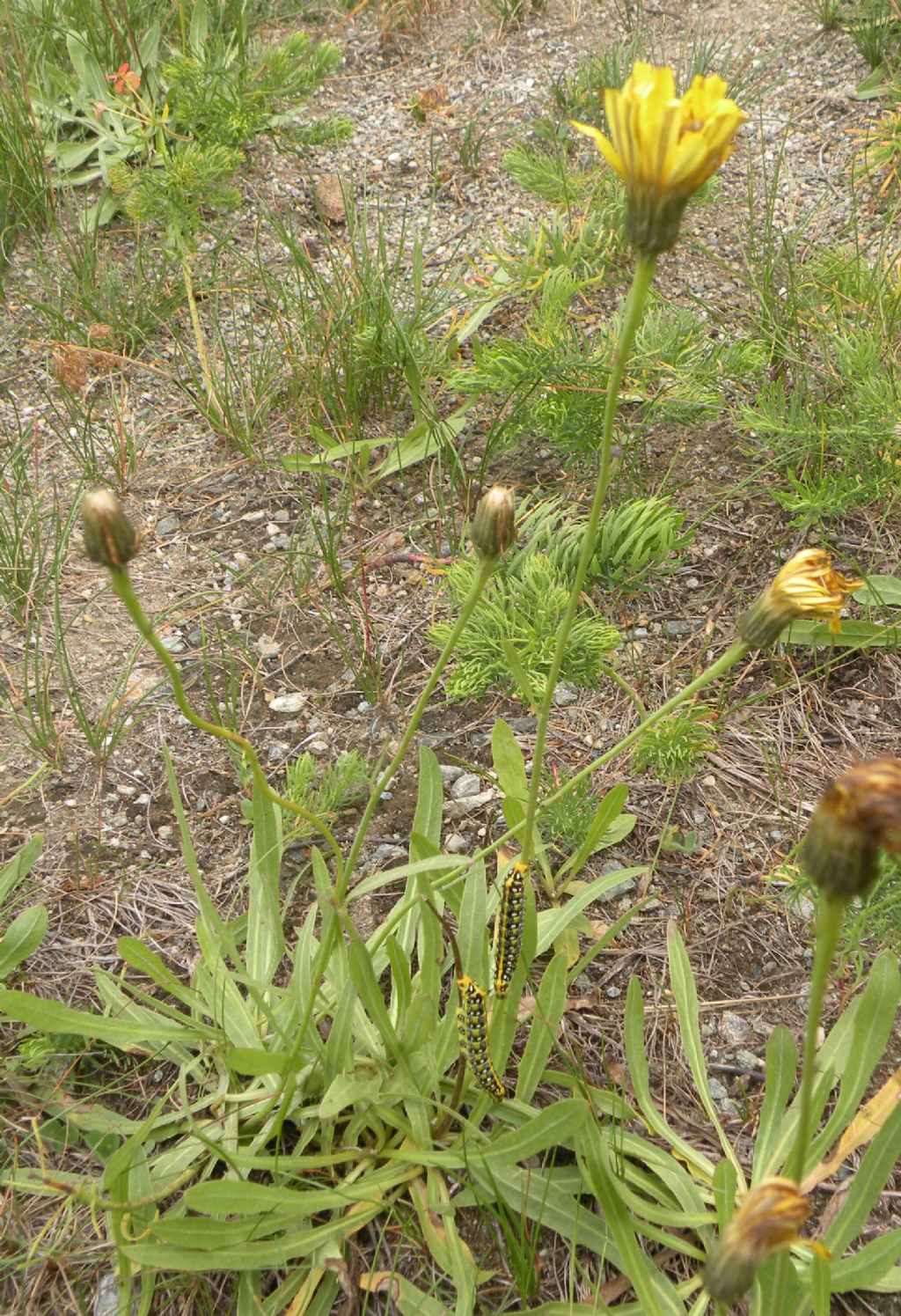 Valle d''Aosta: bruco di Hyles euphorbiae?